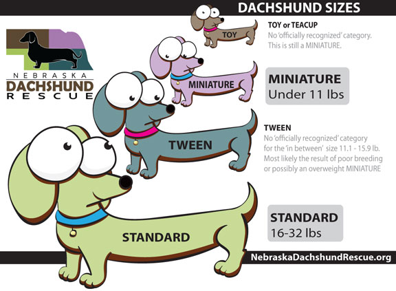 Dachshund e suas origens – Canil Pixoxó Dachs