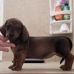 Maia 45 dias