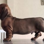 Theodor