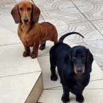 Vito e Hans