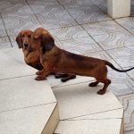 Vito e Nahla
