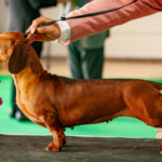 BIS-JUNIOR-1-768x543