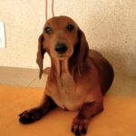 Gerth, fêmea disponibilizada, 5