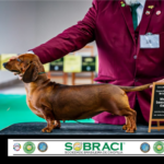 Melhor-Sexo-Oposto-babet-expo-jun2024-768x543