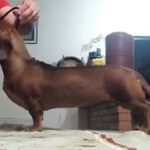 WhatsApp-Image-2024-09-28-at-19.59.04-1-300x199