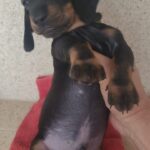 WhatsApp Image 2025-02-12 at 13.43.36