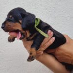 WhatsApp Image 2026-02-05 at 12.49.11